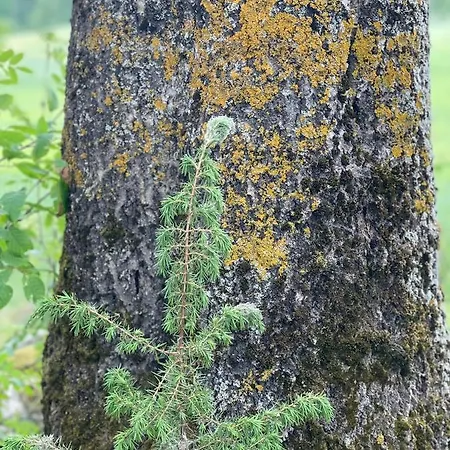 Masuria Orzysz