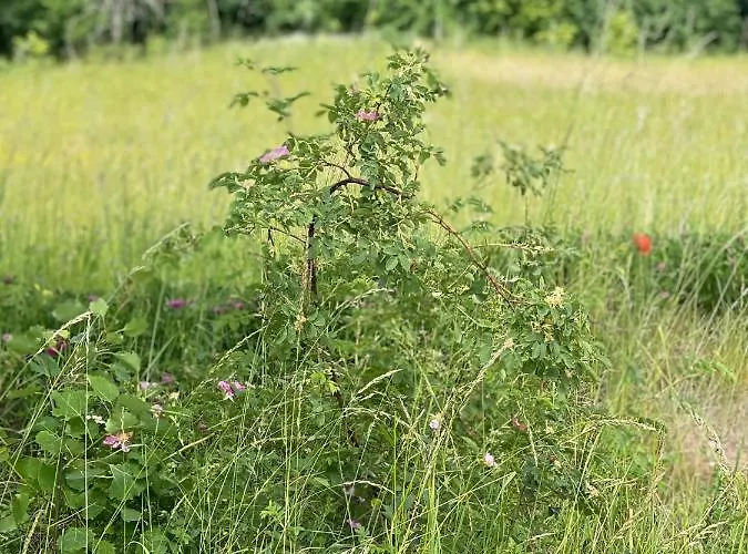 Dom wakacyjny Masuria Orzysz